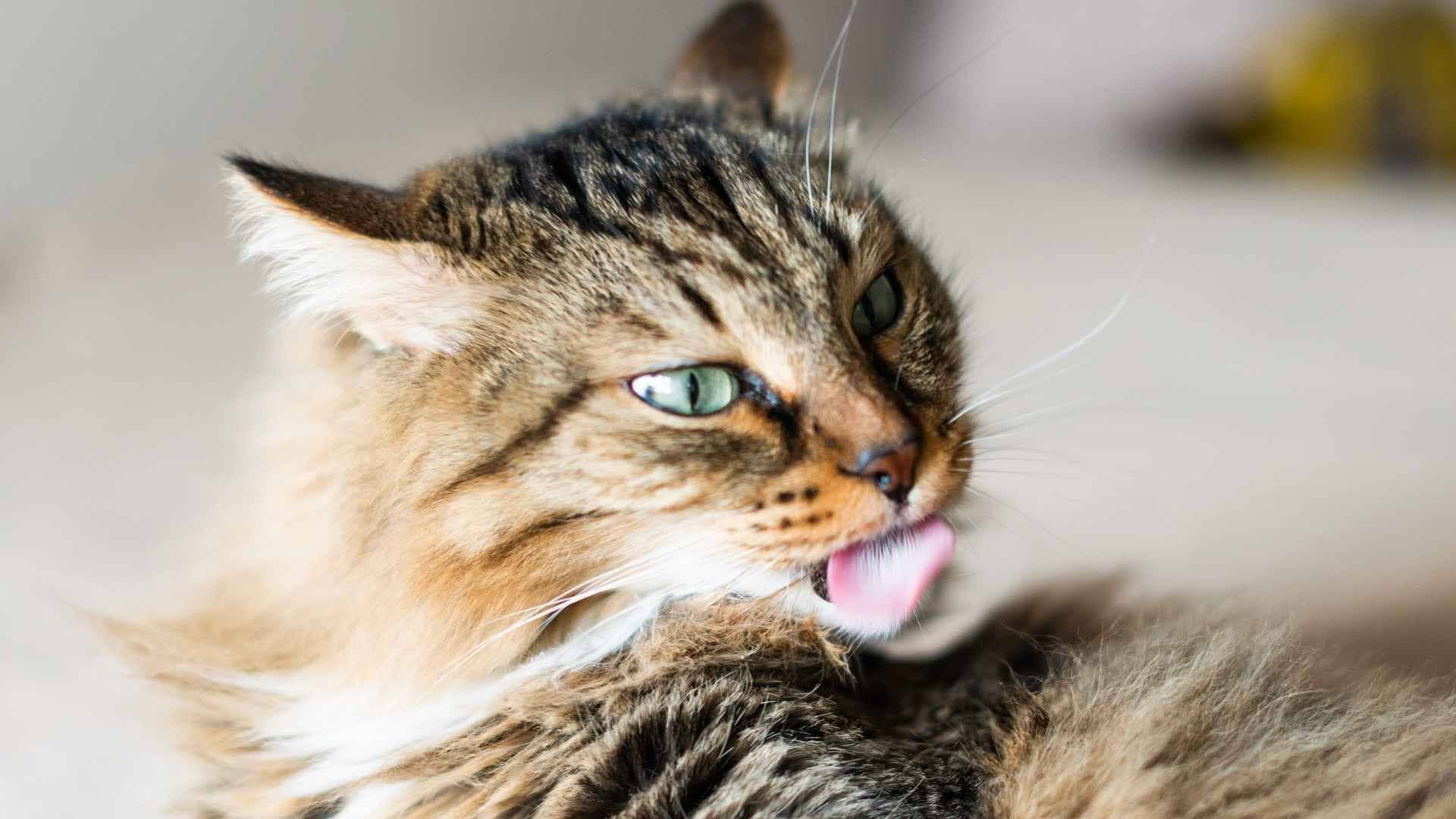 bolas de pelo en gatos